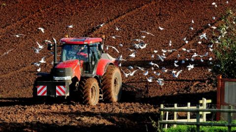 Seagulls follow a tractor ploughing for wheat