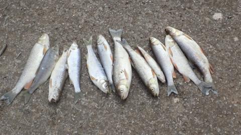 Some of the many fish which have died in the River Sheppey pollution incident