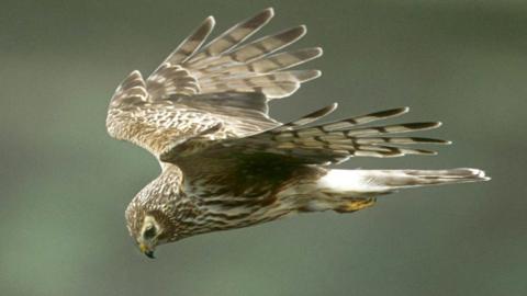 Hen harrier in flight