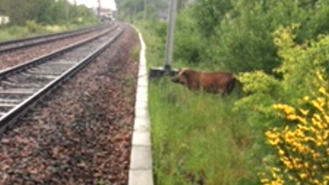 wild boar on railway