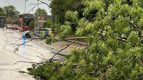 Fallen tree in Sedgley