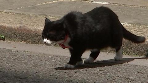 Palmerston the cat in Downing Street