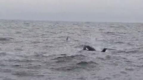 Orcas in the sea