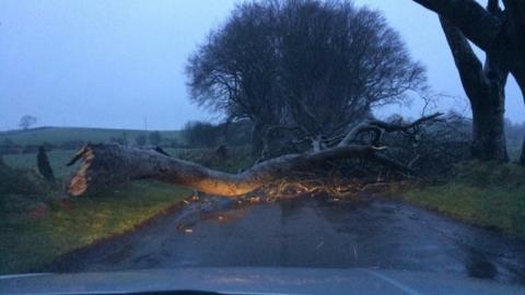 Dark Hedges tree