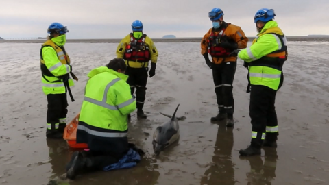 Marine medics attempt to rescue a stranded dolphin at Sand Bay in Somerset