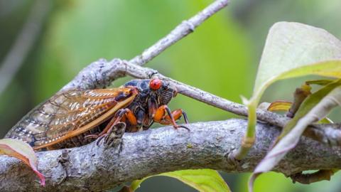 A close up of a 17-year periodical cicada.