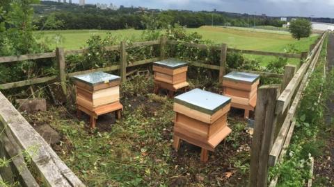 Beehives in Gateshead