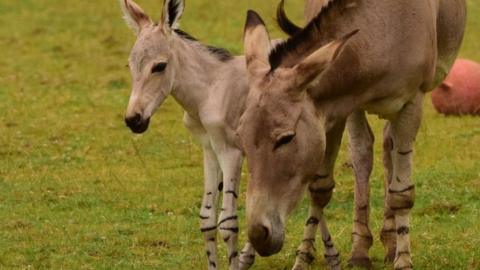 A wold ass foal with an adult