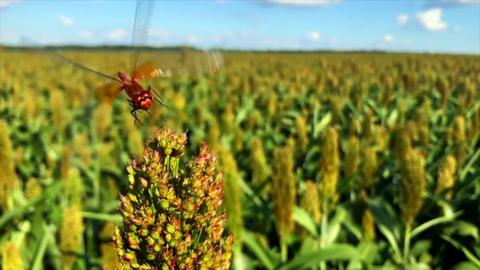 Insect landing on sorghum, in a field of the crop in China