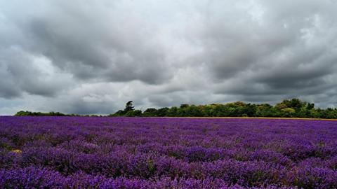 A field of deep purple lavender sits below a very grey, cloudy sky