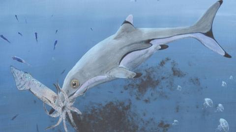 What the ichthyosaur might have looked like