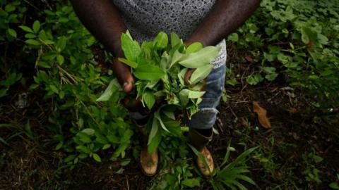 A man holds coca leaves in a field near Olaya Herrera municipality, department of Nariño, Colombia, on May 12, 2023