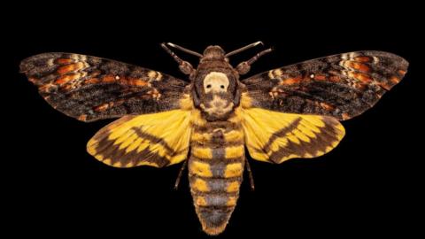 Death's head hawk moth