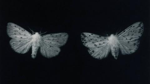 Ermine moths