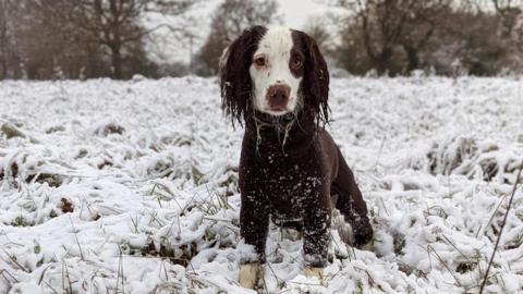 Snow in Great Leighs