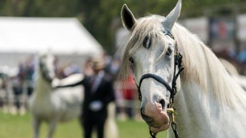 A white horse wearing a bridle stands in the foreground at an outdoor equestrian event, with people and another horse blurred in the background.