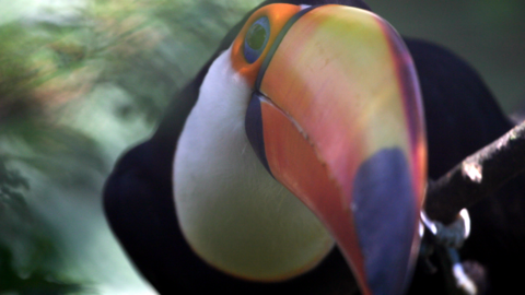 The bright orange and yellow beak of a curious black and white toucan bird is visible closes to the screen in this shot