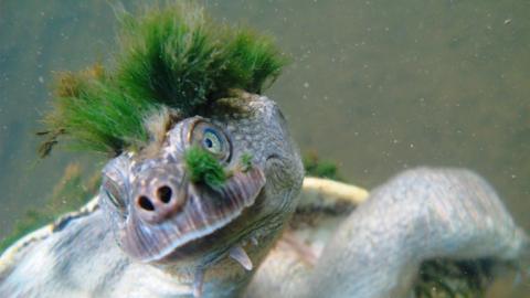 The Mary river turtle