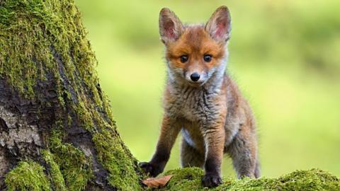 Fox cub on a mossy tree trunk