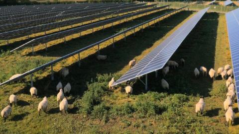Sheep grazing among solar panels