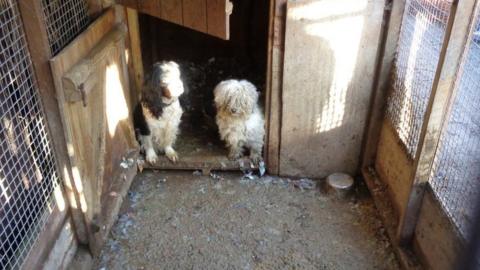 Two dogs in squalid conditions