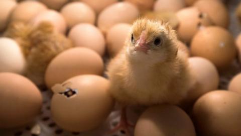 A chick stands among eggs being hatched inside an incubator at the Agriculture Fair in Paris in February 2017.