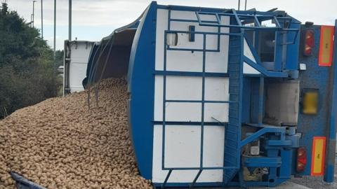 Potatoes spilling out of overturned lorry