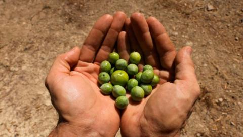Hands hold green olives in Santiesteban del Puerto, near Jaen, Spain on 8 September 2023