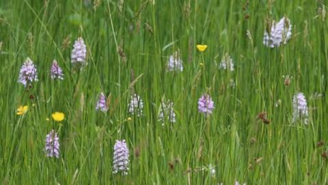 Orchids at Close Sartfield