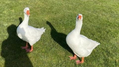 The two geese in need of a home