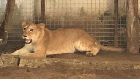 The Lion pictured in front of a building