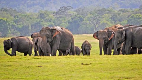 Kaudulla National Park in central Sri Lanka, August 2019.