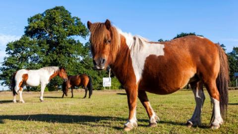 New Forest Ponies