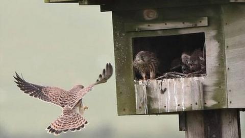 Kestrels in nest box