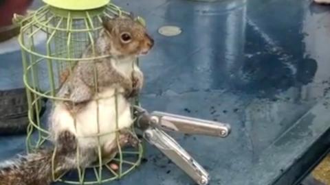 Squirrel trapped in bird feeder