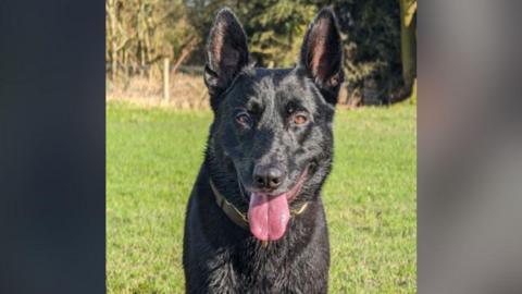 A black police dog with his tongue wagging