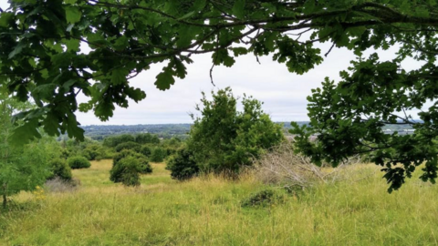 A general view picture of Pincents Hill, a green area with trees, bushes and grasses.