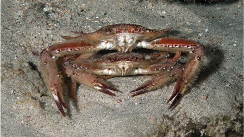 Swimming crab