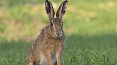 Brown hare