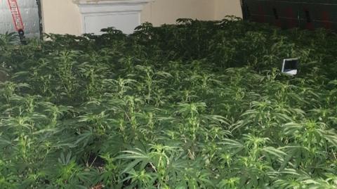 Police said the house contained 500 plants, which could produce up to £1m worth of drugs