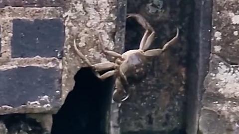 A mitten crab crawling from a river.