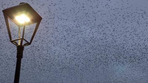 Starlings above Albert Bridge, Belfast