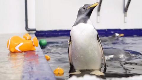 Penguin stood at the side of a pool of water