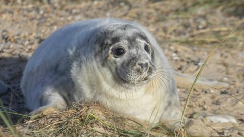 A grey seal pup on Blakeney Point