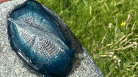 Velella velella