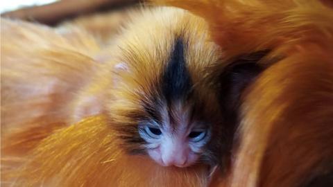One of the baby golden lion tamarins