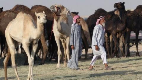 Camels cross Saudi Arabia's remote desert border into Qatar. Photo: 20 June 2017