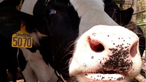 Cow at Cream Hill stock farm