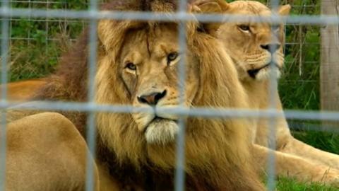 Lions in a cage