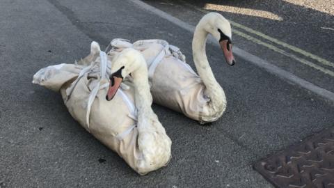 rescued swans